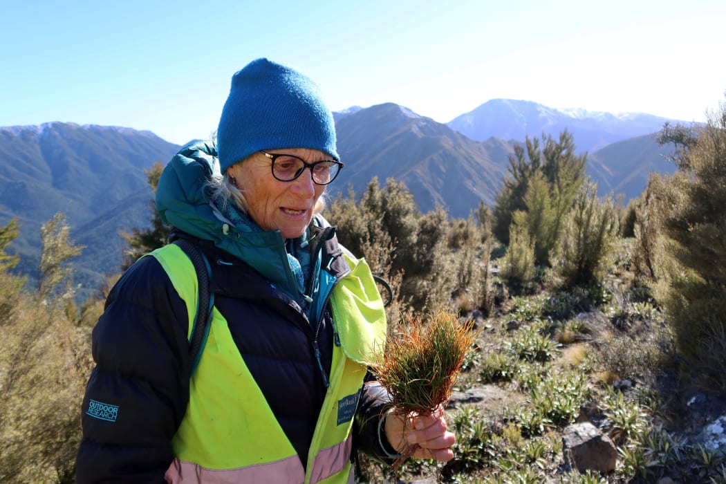 South Marlborough Landscape Restoration Trust co-ordinator Jaquetta Bradshaw with a wilding pine sapling.