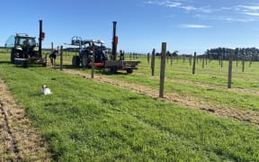 Holly and Jarrod Murdoch's Waitotara kiwifruit conversion.