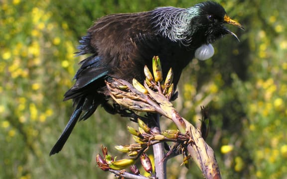 Tui singing on flax bush, Wrights Hill, Wellington.