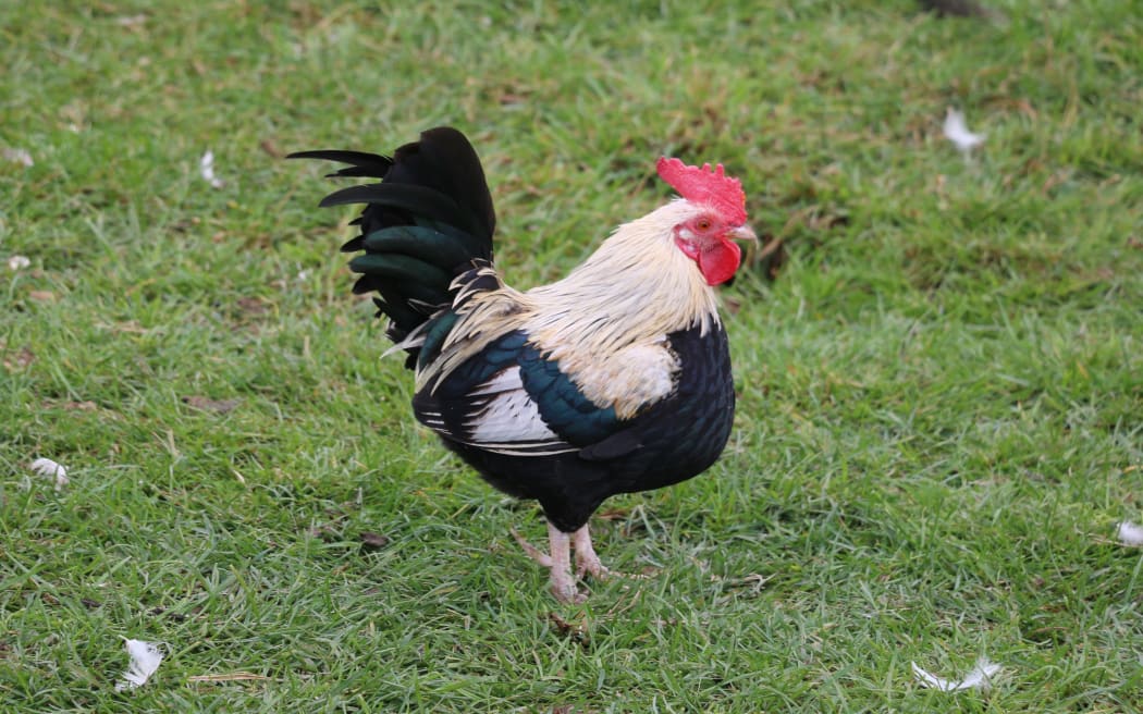 Canterbury Tails Animal Rescue