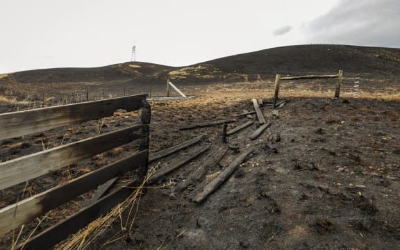 A vegetation fire has burnt through land and fences on Waikari Valley Road in Canterbury. Photo taken - 19 February 2024.