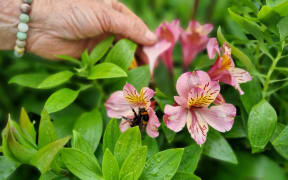 The Bee Valley Flower Farm has proven a magnet for bumble bees.