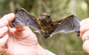 Long-tailed bat with its wings outstretched