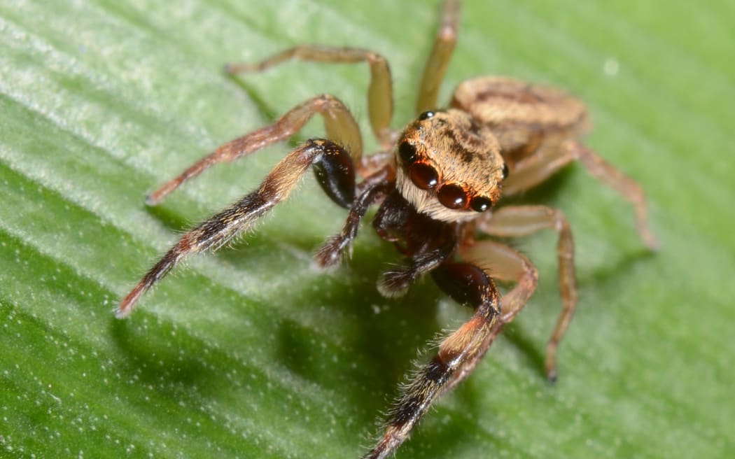 A close up photo of a golden-brown jumping spider sitting on a green leaf.