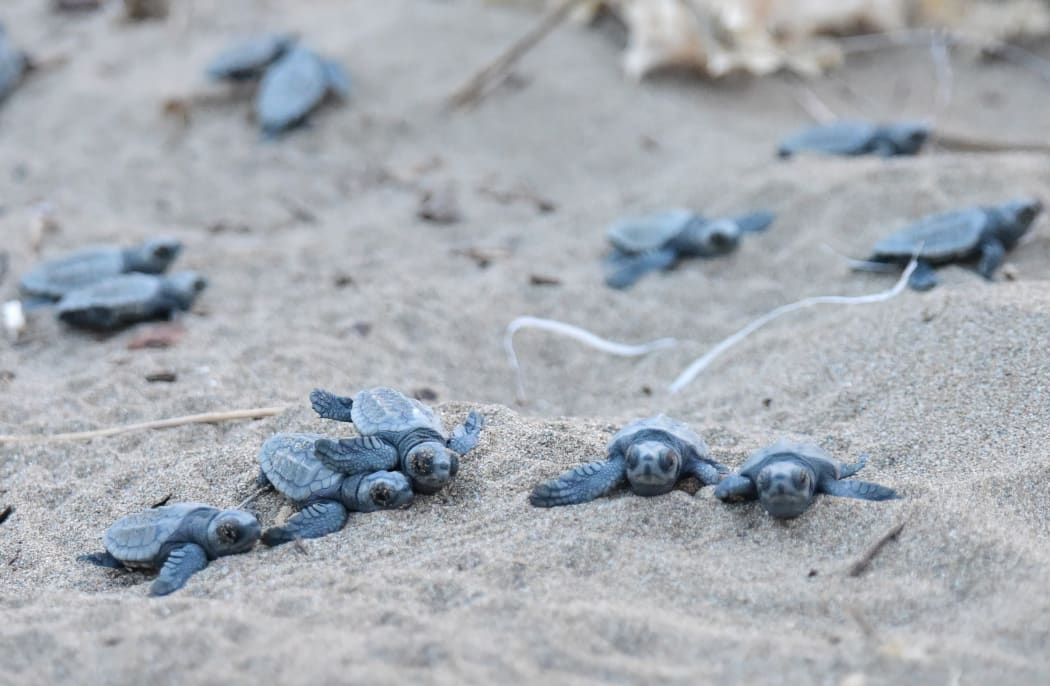 Hundreds of dead Loggerhead turtle hatchlings have been found at Mon Repos beach.