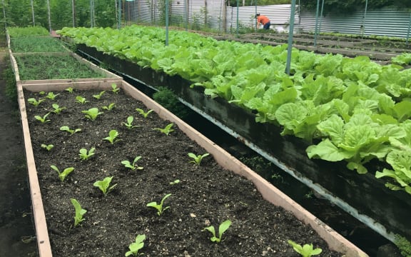 A Taiwan-funded agricultural project helps provide leafy greens in Tuvalu where saltwater inundation is affecting crops