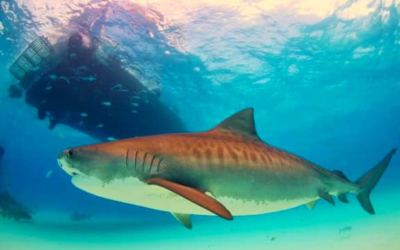 New Caledonia's Southern Province will tag 200 sharks with transmitting devices