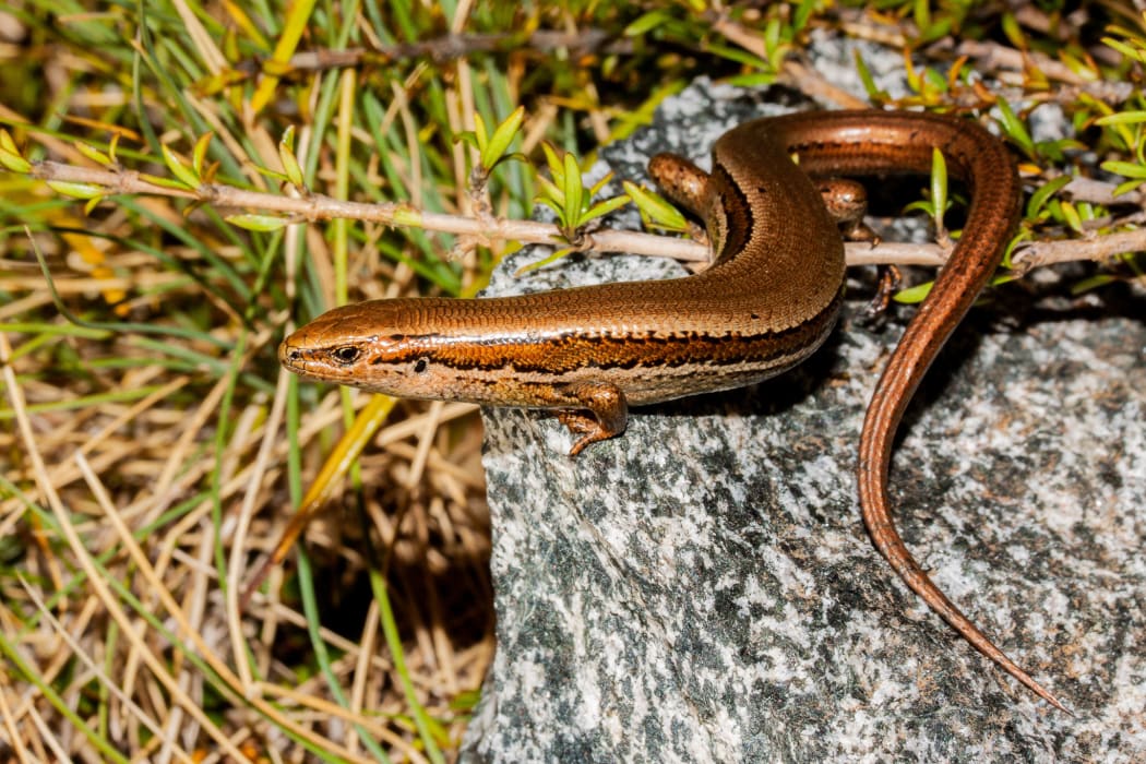 A skink discovered in Landsborough.