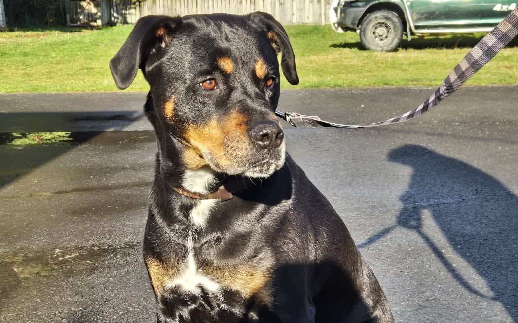 Obi, the Huntaway-Rottweiler mix, takes part in the kiwi avoidance training.