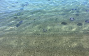 Jellyfish at Island Bay, Wellington