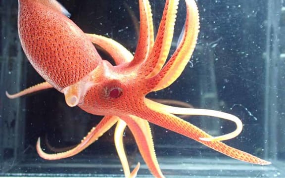 A speckled pink-orange squid in a dark tank.