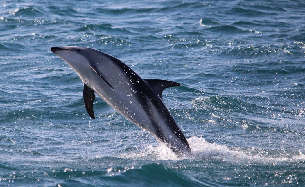 Dolphin in flight, Kaikoura