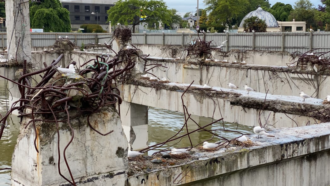 The gulls have built nest of precarious beams.