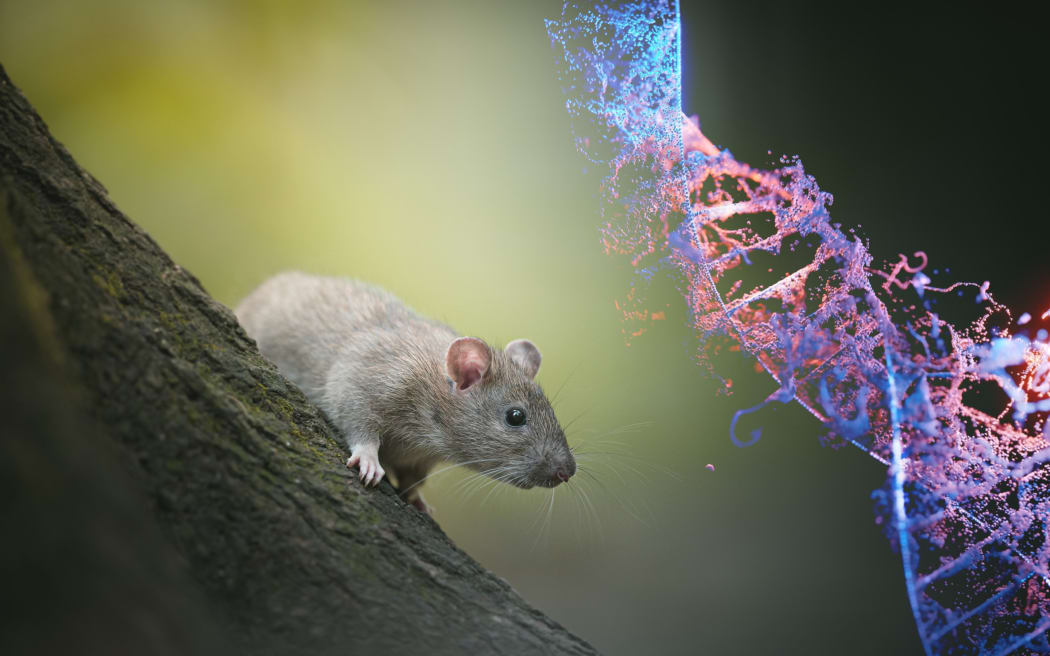 A rat on a tree trunk next to a digital rendering of a DNA molecule
