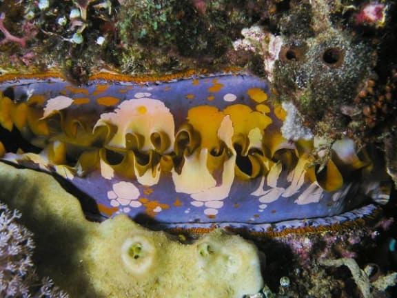 Thorny Oyster