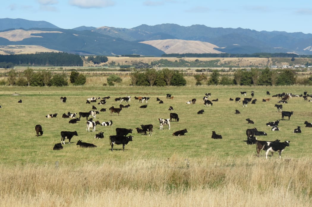 Some of the cows grazing on Cameron Family Farms.