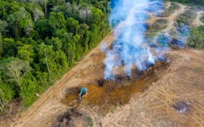 Brazillian rainforest being removed to make way for palm oil and rubber plantations. (File photo).