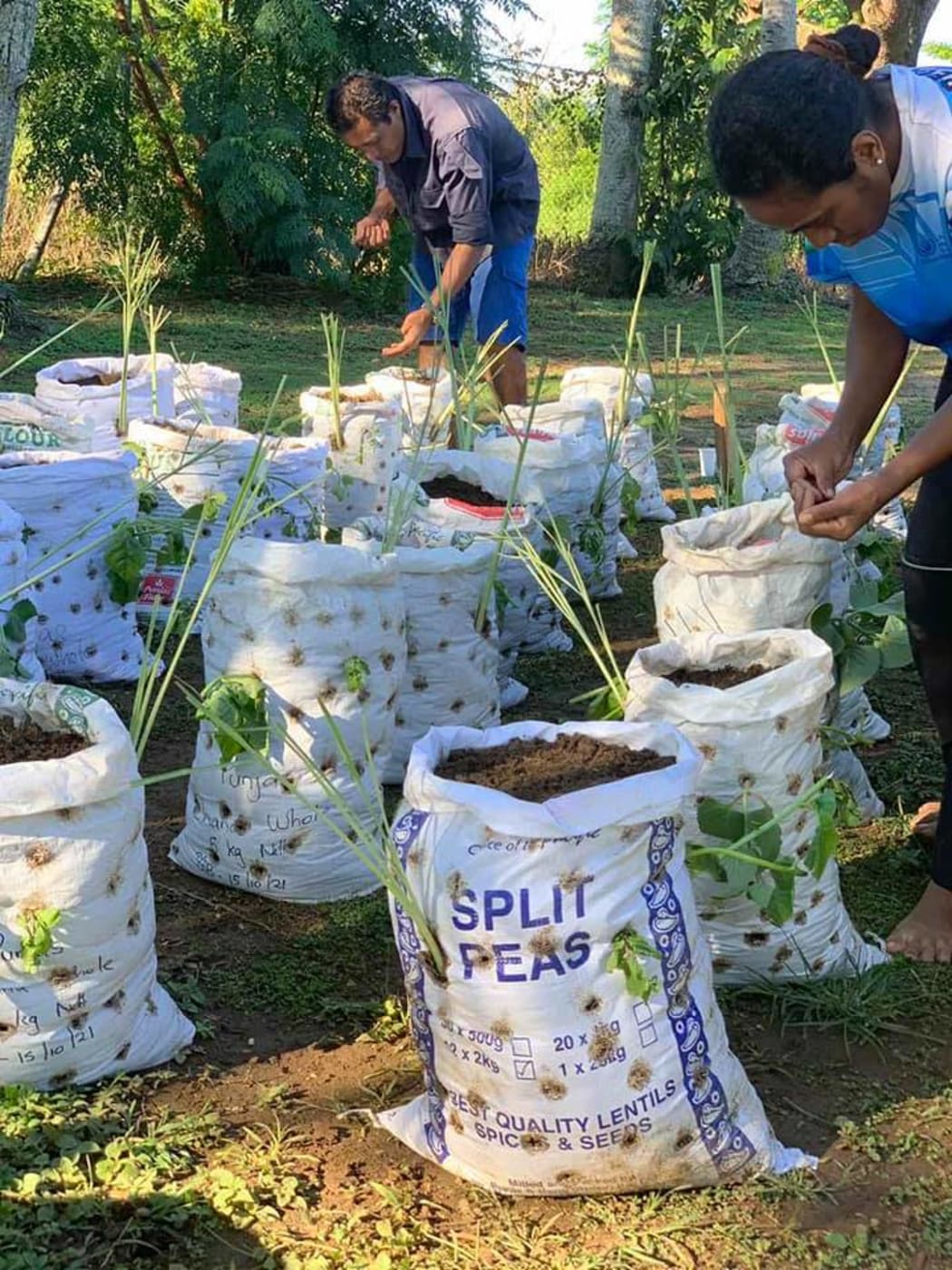 Sack gardens for Nadi where low lying communities have been struggling to grow food in the floods. Each sack has eight types of crops to ensure nutrition diversity.