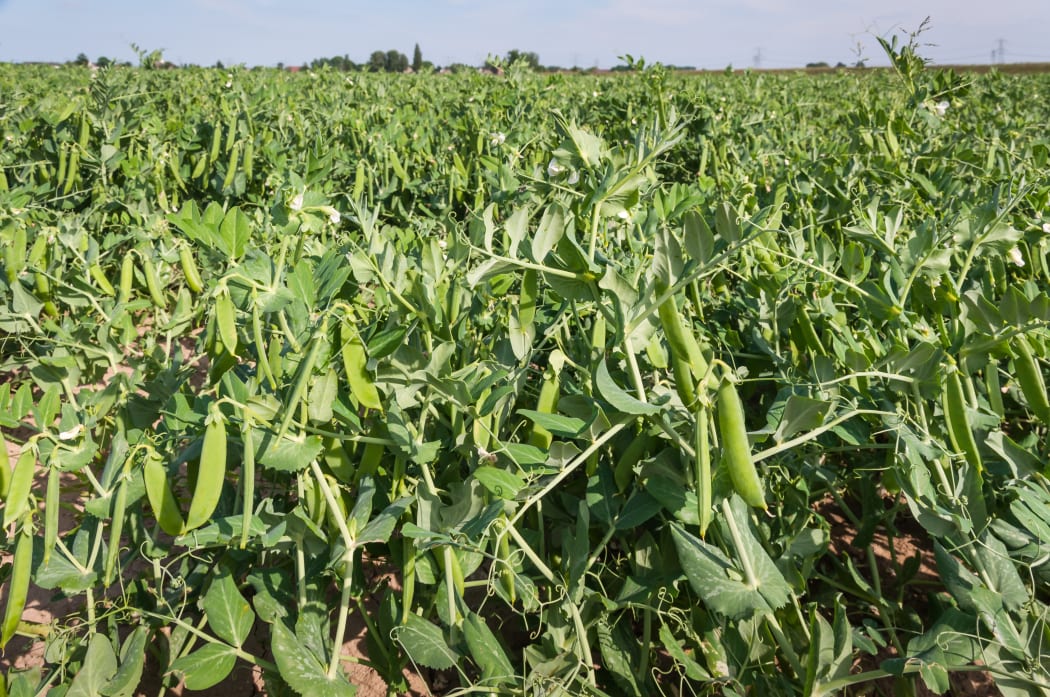 Large field with pea plants in the foreground.