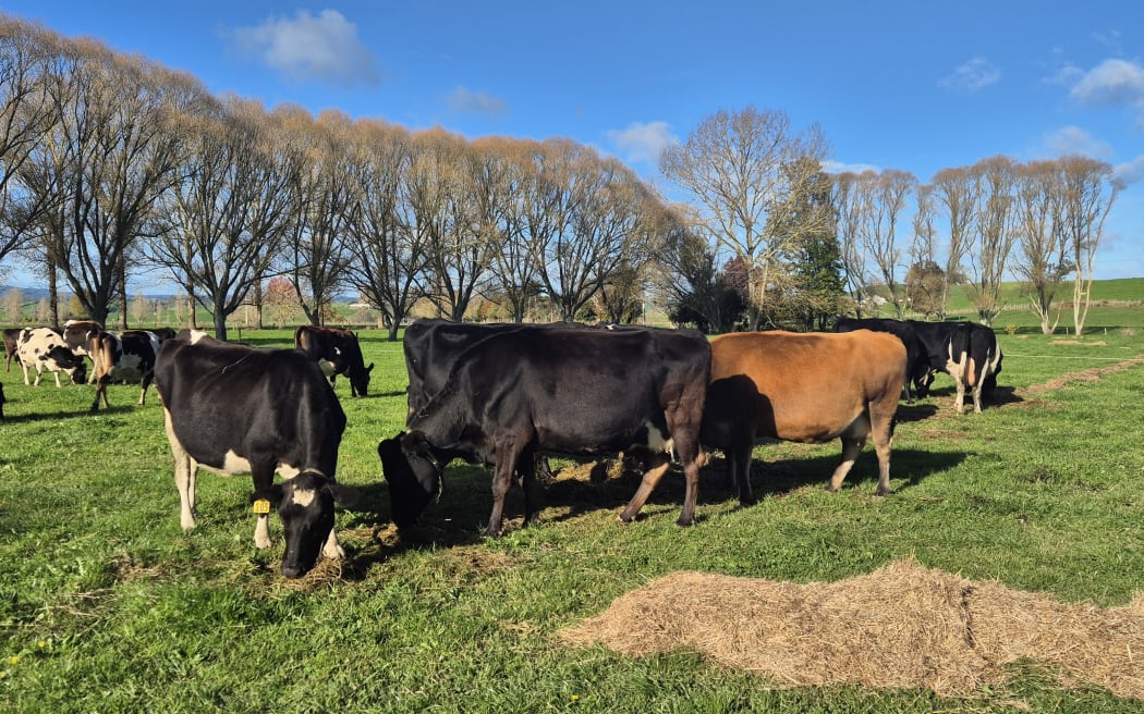 The herd of 150 milking Kiwi cross wear cow collars which provide valuable insights.