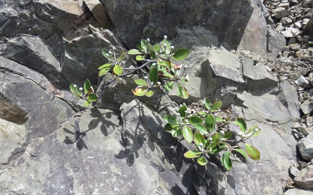 The Ōhau rock daisy
