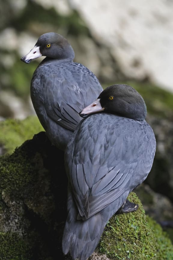 A pair of whio (native blue ducks) in the South Island.