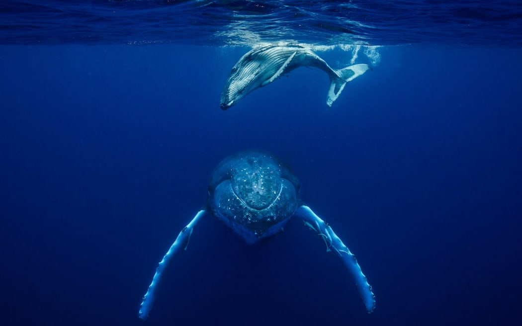 Vava'u is one of the few places in the world where tourists can swim with whales. 9 July 2024