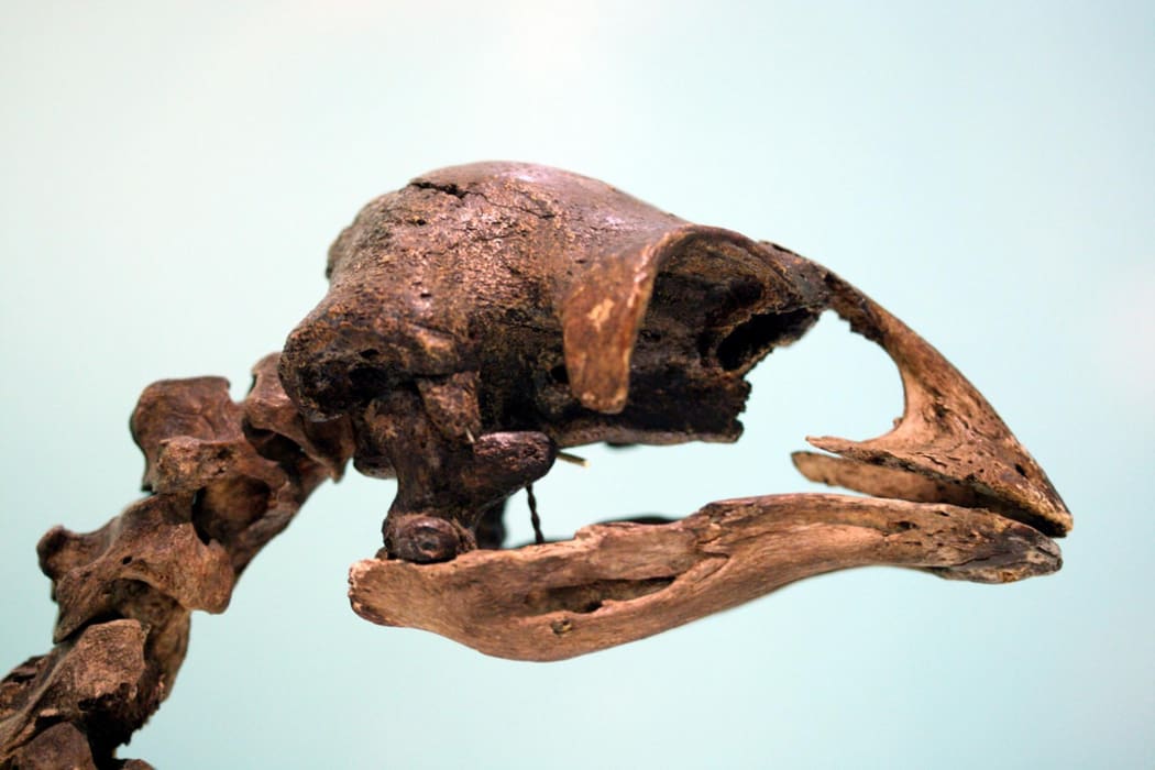 A moa skeleton.