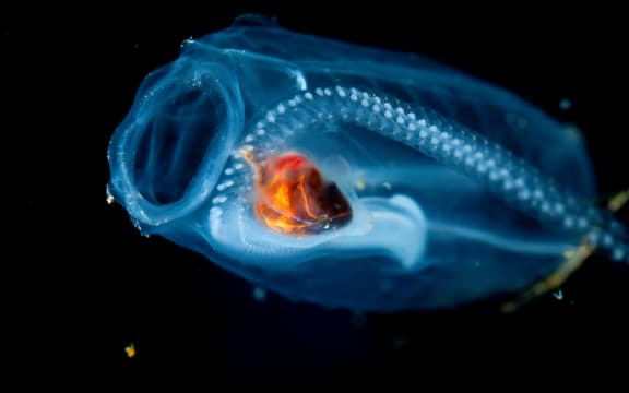 A chain of baby blastozooids chain in the salp Salpa thompsoni before being released into the world.