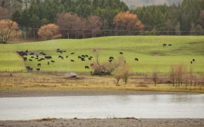 Cows by the Tukituki River