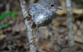 A young toutouwai, or North Island robin. There is a thriving robin population in Zealandia sanctuary.