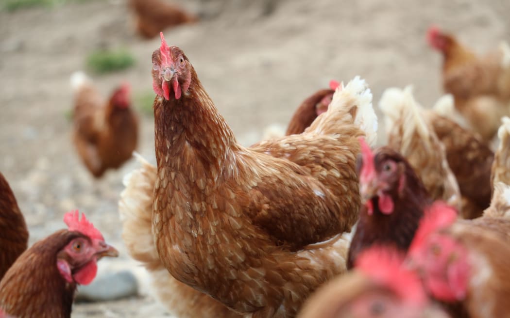 Te Waewae egg farm