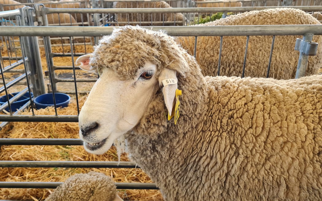 Canterbury A&P Show Country Life