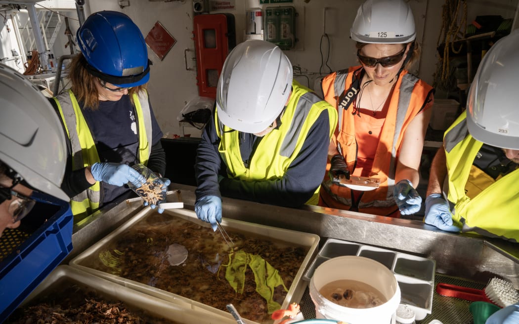Five people wearing hi-viz vests, hard hats and rubber gloves lean over a tray filled with water and an array of spiky, goopy creatures that have been hauled up from the ocean depths. One person is using tweezers to sort through the tray, and another is holding a transparent jar half-filled with spiky creatures.