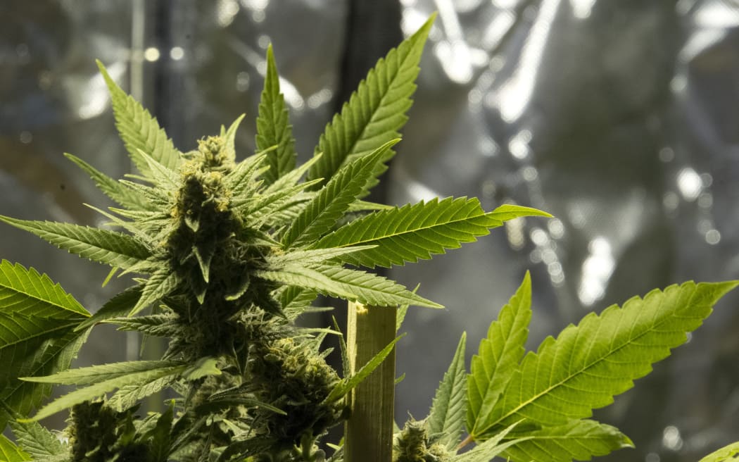 Cannabis plant