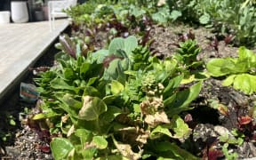A raised garden bed with lettuces growing out of it, sitting on a wooden deck.