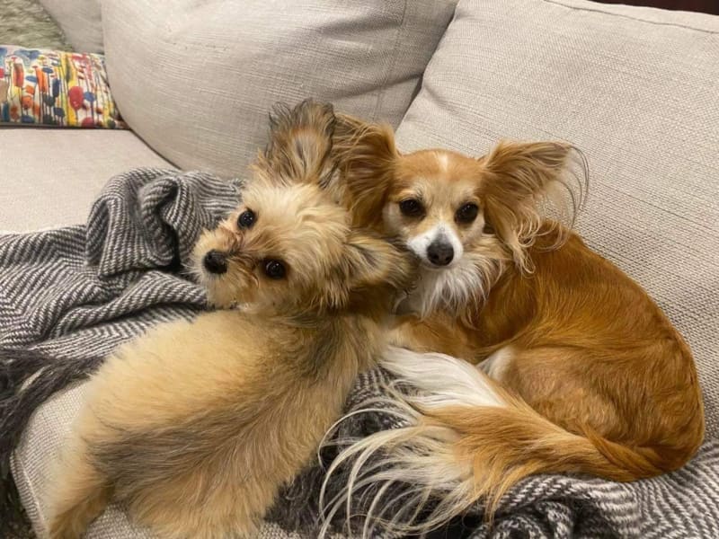 some of the pets and companion animals from across Aotearoa that will be listening to Concert for Animals on RNZ Concert.