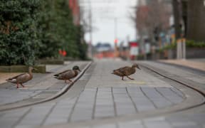 Ducks cross a tram line in Christchurch, New Zealand, on August 27, 2021. New Zealand Prime Minister Jacinda Ardern has confirmed Auckland will remain in alert Level 4 lockdown until 31st August 2021 as the country battles with the latest COVID-19 outbreak.