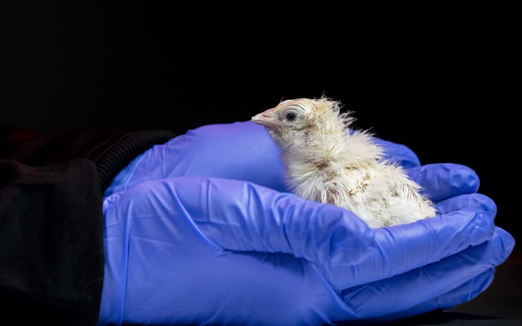 Colossal Biosciences says breakthrough means it's a step closer to ...
