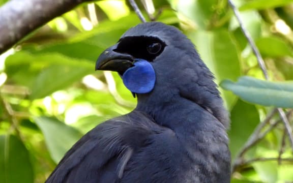 Kōkako