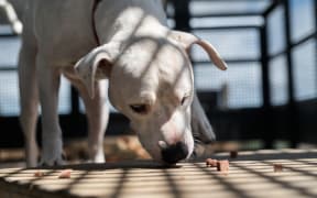 Since opening in 2021, Pet Refuge has helped hundreds of pets escape family violence and find new homes.