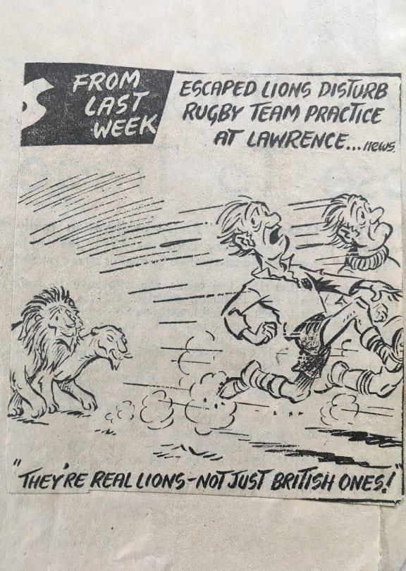 A newspaper cartoon of two rugby players sprinting away from two lions. The caption reads "They're real lions - not just British ones!"