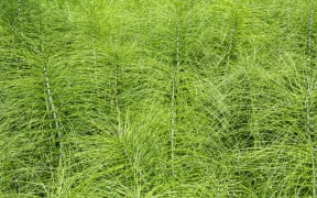 Field Horsetail