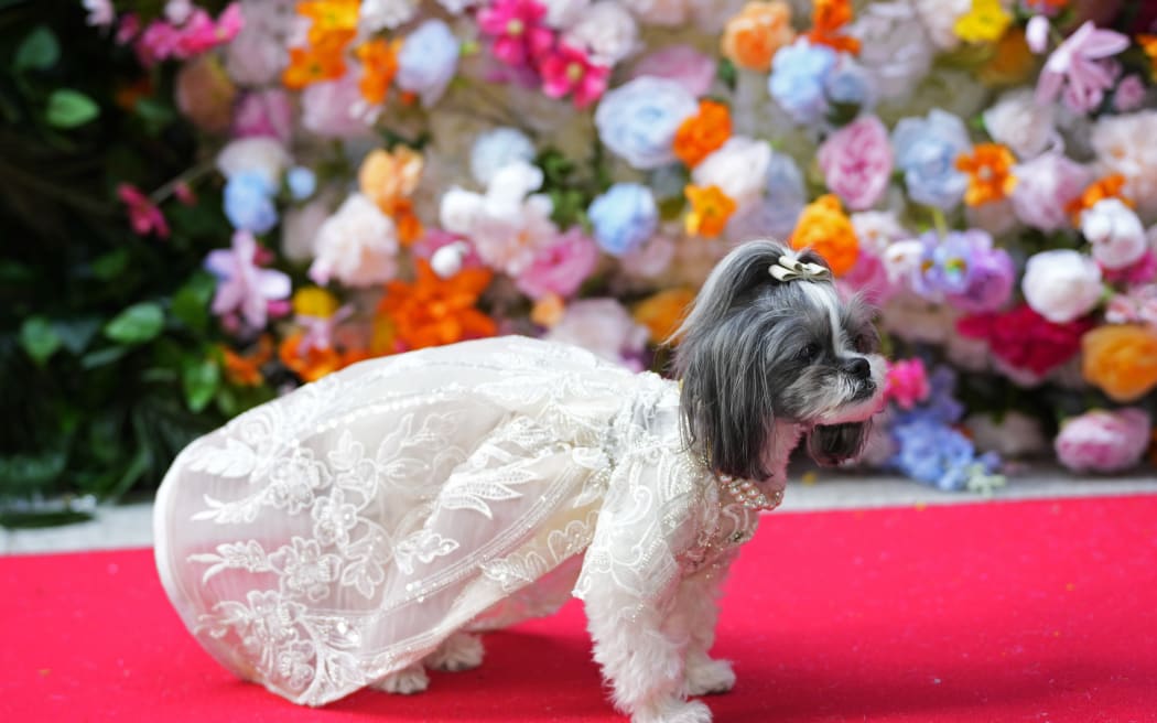 A dog attends the Pet Gala fashion show at AKC Museum of The Dog on Monday, May 20, 2024, in New York.