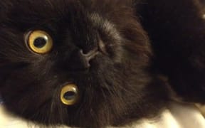 Bono, Helen Brown's cat