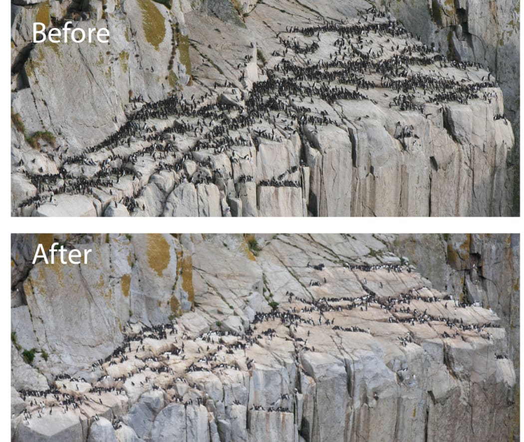Comparison of common murre colony on a census plot, South Island, Semidi Islands, Alaska Maritime National Wildlife Refuge, before and after the 2015-2016 marine heatwave. The top image shows the colony in 2014, and the bottom image shows the colony in 2021.