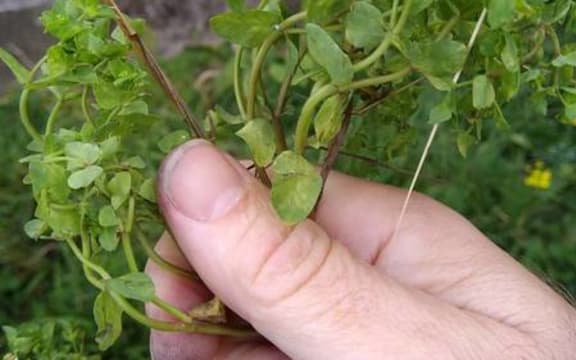 Bryan Crump's chickweed