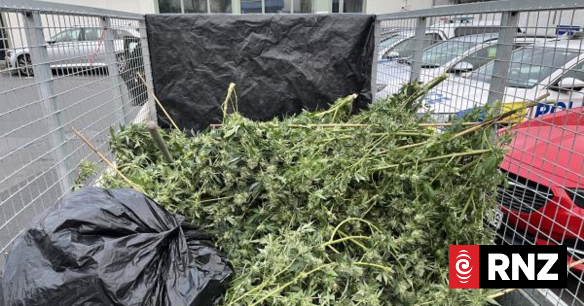 Strong cannabis scent tips police off to trailer full of harvest-ready plants in Auckland