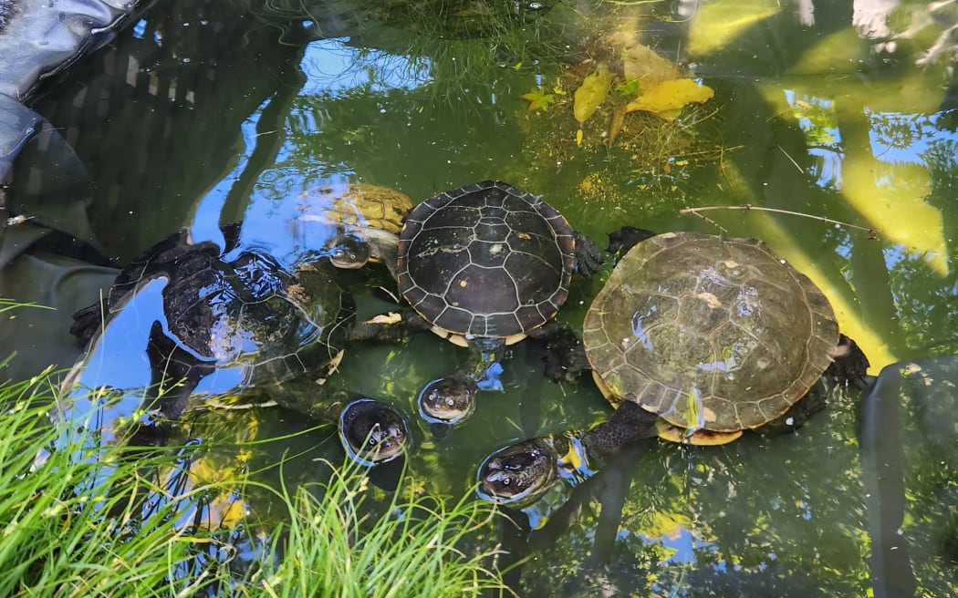 Three of Donna Moot's rescued turtles in her backyard pond.