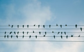 Perched Birds